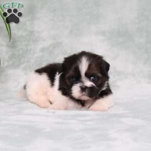 Blueberry, Shih Tzu Puppy